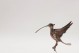  Paliteiro em prata representando um pássaro de asas abertas junto a bebedouro em movimento.